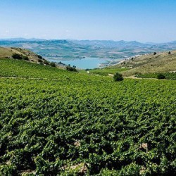 Wine Tour Planeta a Sambuca di Sicilia